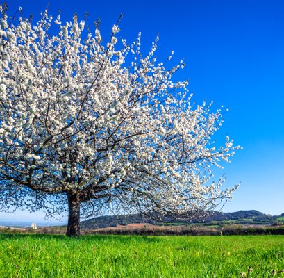 albero sbocciante in primavera