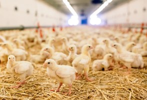 Produzioni animali: domanda di aiuto per le misure eccezionali di sostegno del mercato avicolo