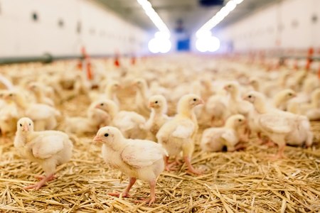 Produzioni animali: proroga domanda di aiuto per le misure eccezionali di sostegno del mercato avicolo
