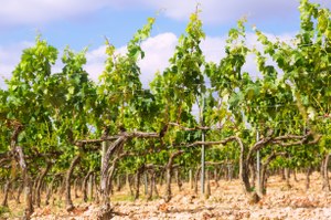 Dichiarazioni vitivinicole 2023. Presentazione Rettifiche e Dichiarazioni Tardive