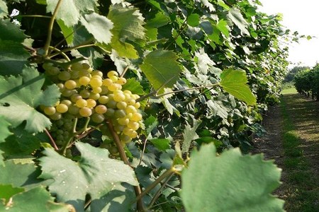 Dichiarazioni vitivinicole di vendemmia e produzione. Campagna 2024-2025