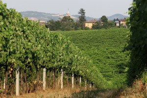 Dichiarazione vitivinicola di produzione Campagna 2022-2023